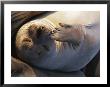 A Portrait Of A Sleeping Elephant Seal by Paul Nicklen Limited Edition Pricing Art Print