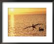 Brown Pelicans At Sunset by Dugald Bremner Limited Edition Print