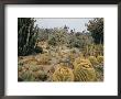 A Portion Of The Desert Plant Collection In Huntington Botanic Gardens by Joseph Baylor Roberts Limited Edition Print