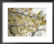 Fluffy Snow Clings To The Yellow Branches Of A Flowering Forsythia Bush by Stephen St. John Limited Edition Print