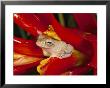 A Tree Frog Shelters In A Bromeliad by George Grall Limited Edition Print
