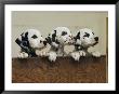 Three Inquisitive Dalmatian Puppies Peeking Over A Board by Joseph H. Bailey Limited Edition Pricing Art Print