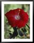 A Close View Of A Hibiscus Blossom by Jodi Cobb Limited Edition Print