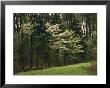 A Woodland View With Meadow And Blooming Trees In Spring by Raymond Gehman Limited Edition Print