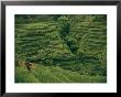 A Farmer Walks Past Terraced Rice Fields On Bali by Donna K.& Gilbert M. Grosvenor Limited Edition Pricing Art Print