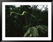 Paradise Tree Snake Glides Through A Tree Canopy by Tim Laman Limited Edition Print