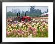 Schreiners Iris Gardens, Oregon, Usa by Joe Restuccia Iii Limited Edition Pricing Art Print