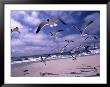 Gulls Flying Over Beach, Ocracoke Island, Nc by Martin Fox Limited Edition Print