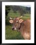 Brown Swiss Cow, Switzerland by Lynn M. Stone Limited Edition Print