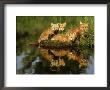 Red Fox, Family And Reflection, Usa by Brian Kenney Limited Edition Pricing Art Print