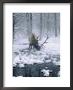 Elk-Bull Grazing In Winter, Wy by Inga Spence Limited Edition Print