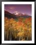 Autumn Aspen Colors, Mt. Wilson, San Juan Nf, Co by Stuart Westmoreland Limited Edition Pricing Art Print