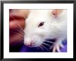 Close-Up Of Girl's Pet Rat by Mark Hunt Limited Edition Print