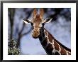 Reticulated Giraffe, Kenya by Elizabeth Delaney Limited Edition Print