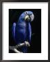 Hyacinth Macaw (Anodorhynchus Hyacinthus) by Lynn M. Stone Limited Edition Pricing Art Print