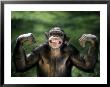 Chimpanzee Flexing Its Muscles by Richard Stacks Limited Edition Pricing Art Print