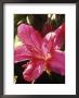 Rhododendron Maxwelii (Azalea), Close-Up Of Bright Pink Flower by Mark Bolton Limited Edition Print