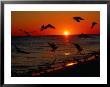 Seagulls Flying Over The Beach At Sunset, Fl by Ken Glaser Limited Edition Print