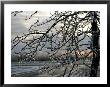 Close View Of Tree Branches After Ice Storm by Dennis Macdonald Limited Edition Print