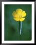 Buttercup by Tony Ruta Limited Edition Print