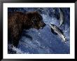 Grizzly Bear And Salmon, Brooks Falls, Katmai, Ak by Kyle Krause Limited Edition Print