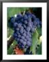 Wine Grapes, Napa Valley, Ca by John Kelly Limited Edition Print