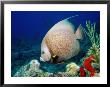 Grey Angelfish, Florida Keys by Larry Lipsky Limited Edition Pricing Art Print