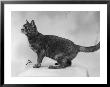 Cat Looking Alert With Its Tail Curled Up In Anticipation by Thomas Fall Limited Edition Print
