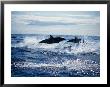 Atlantic Spotted Dolphin, Porpoising, Portugal by Gerard Soury Limited Edition Print