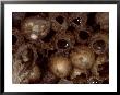 Bumble Bees, Nest Interior Showing Honey In Cells, Uk by O'toole Peter Limited Edition Print