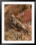 A Portrait Of A Galapagos Hawk On Bartolome Island by Ralph Lee Hopkins Limited Edition Print
