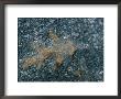 A Single Oak Leaf Encrusted In Winter Ice by Stephen St. John Limited Edition Print