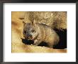 A Juvenile Southern Hairy-Nosed Wombat Emerging From Its Burrow; The Wombat Is Seven Months Old by Jason Edwards Limited Edition Print