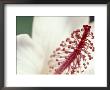 Hibiscus, Maui, Hawaii, Usa by Darrell Gulin Limited Edition Print