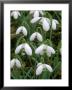 Galanthus, January by Mark Bolton Limited Edition Pricing Art Print