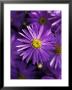 Aster Frikartii Monch Close-Up Of Purple Flower With Due by Lynn Keddie Limited Edition Print