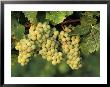 Riesling Grapes Growing On Vine by Fogstock Llc Limited Edition Pricing Art Print