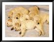 Sleeping Golden Retriever Puppies by Frank Siteman Limited Edition Pricing Art Print
