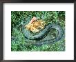 Anaconda, Brazil by Partirdge Films Ltd. Limited Edition Pricing Art Print