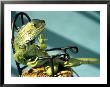 Iguana by Jacque Denzer Parker Limited Edition Print