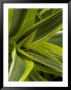 Close-Up Of A Green Veriagated Plant, Groton, Connecticut by Todd Gipstein Limited Edition Print