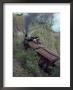 Steam Train On The Way To Darjeeling, West Bengal State, India, Asia by Sybil Sassoon Limited Edition Print