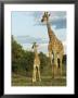 Adult And Young Giraffe Etosha National Park, Namibia, Africa by Ann & Steve Toon Limited Edition Print