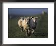Domestic Sheep, Westerhever, Schleswig-Holstein, Germany by Thorsten Milse Limited Edition Print