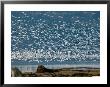 Flock Of Snow Geese Over Skagit River Delta, Fir Island, Washington, Usa by Trish Drury Limited Edition Print