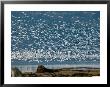 Flock Of Snow Geese Over Skagit River Delta, Fir Island, Washington, Usa by Trish Drury Limited Edition Pricing Art Print