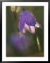 Abstract Close-Up Of Harebell Flower In Garden, Chanhassen, Minnesota, Usa by Richard Hamilton Smith Limited Edition Print