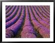 Orderly Rows Of Lavender, Provence Region, France by Jim Zuckerman Limited Edition Print