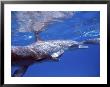 Atlantic Spotted Dolphins, Bimini, Bahamas by Greg Johnston Limited Edition Print