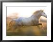 White Camargue Horse Running, Provence, France by Jim Zuckerman Limited Edition Print